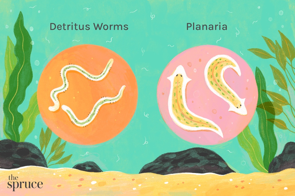 How to Identify and Remove Tiny White Worms in Your Fish Tank