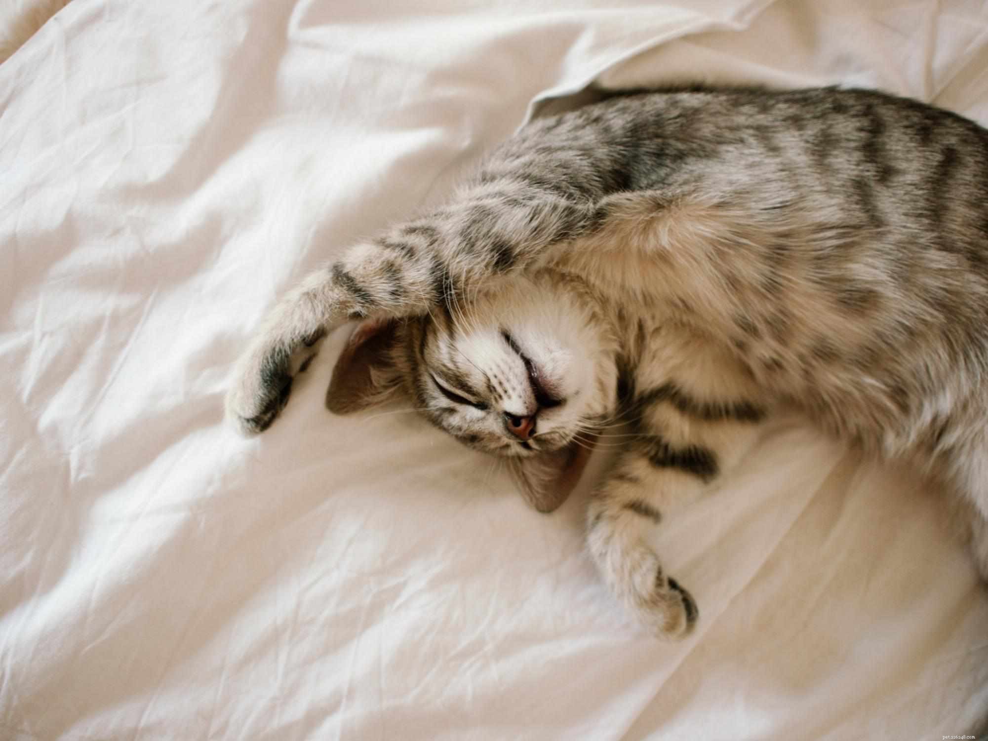 Decoding Your Cat: A Guide to Understanding Feline Language & Signals
