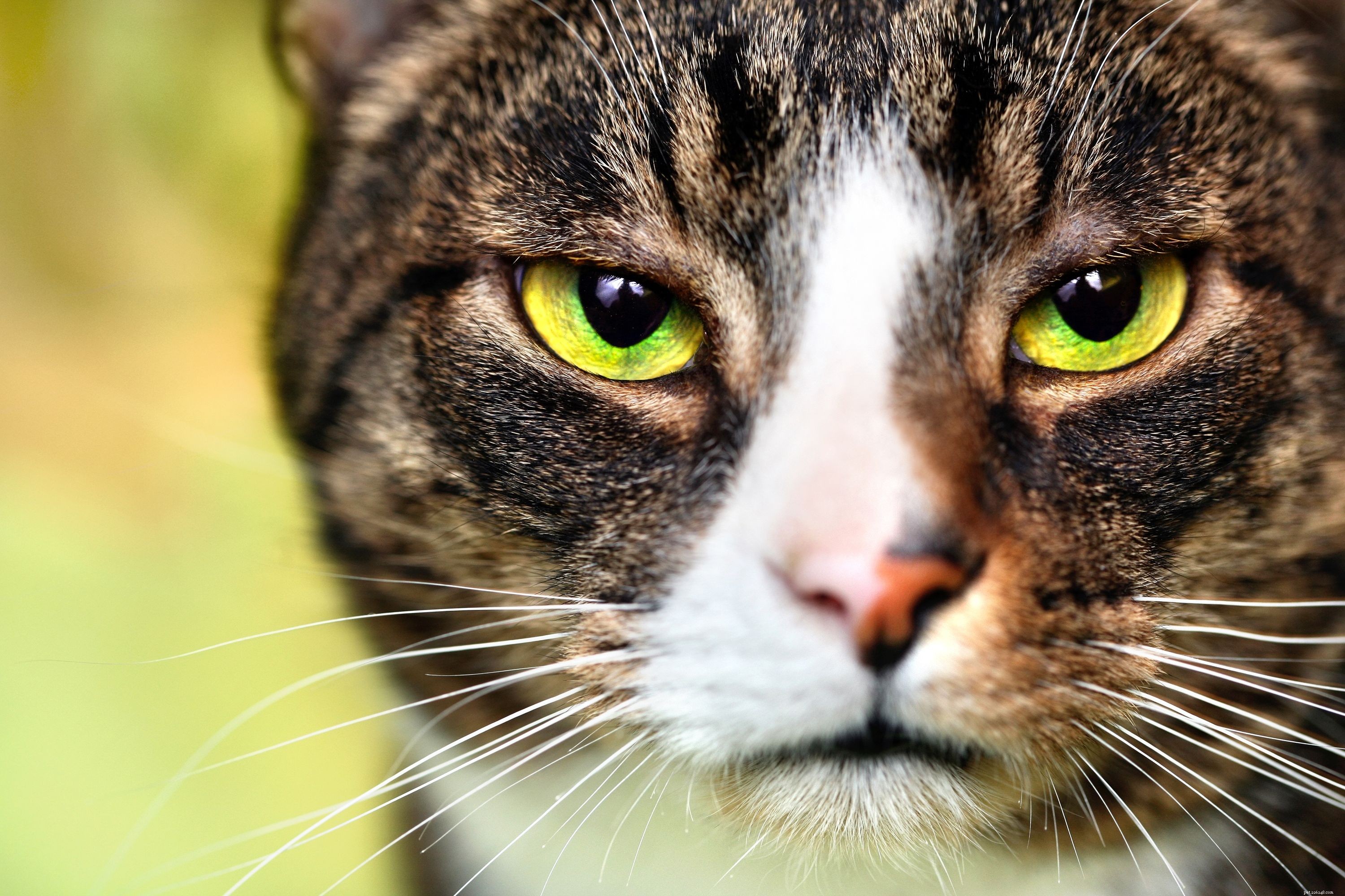 Decoding Your Cat: A Guide to Understanding Feline Language & Signals
