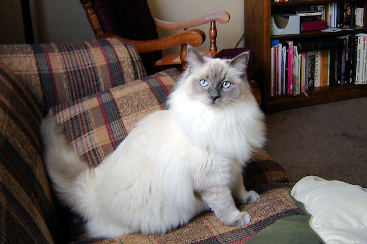 Decoding Your Cat: A Guide to Understanding Feline Language & Signals