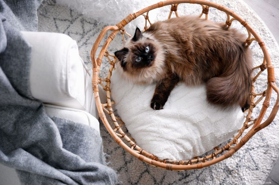 Decoding Your Cat: A Guide to Understanding Feline Language & Signals