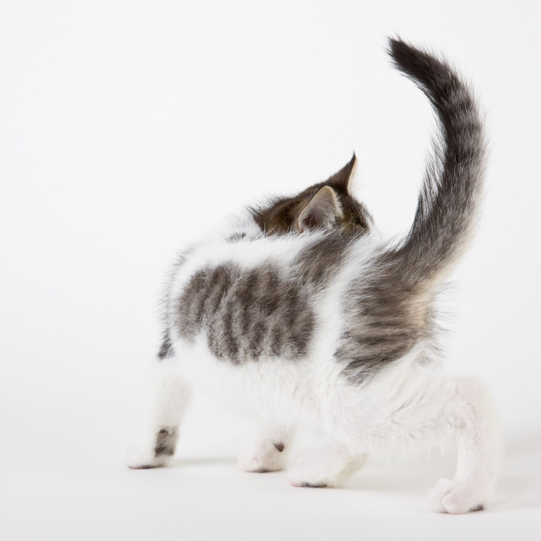Decoding Your Cat: A Guide to Understanding Feline Language & Signals