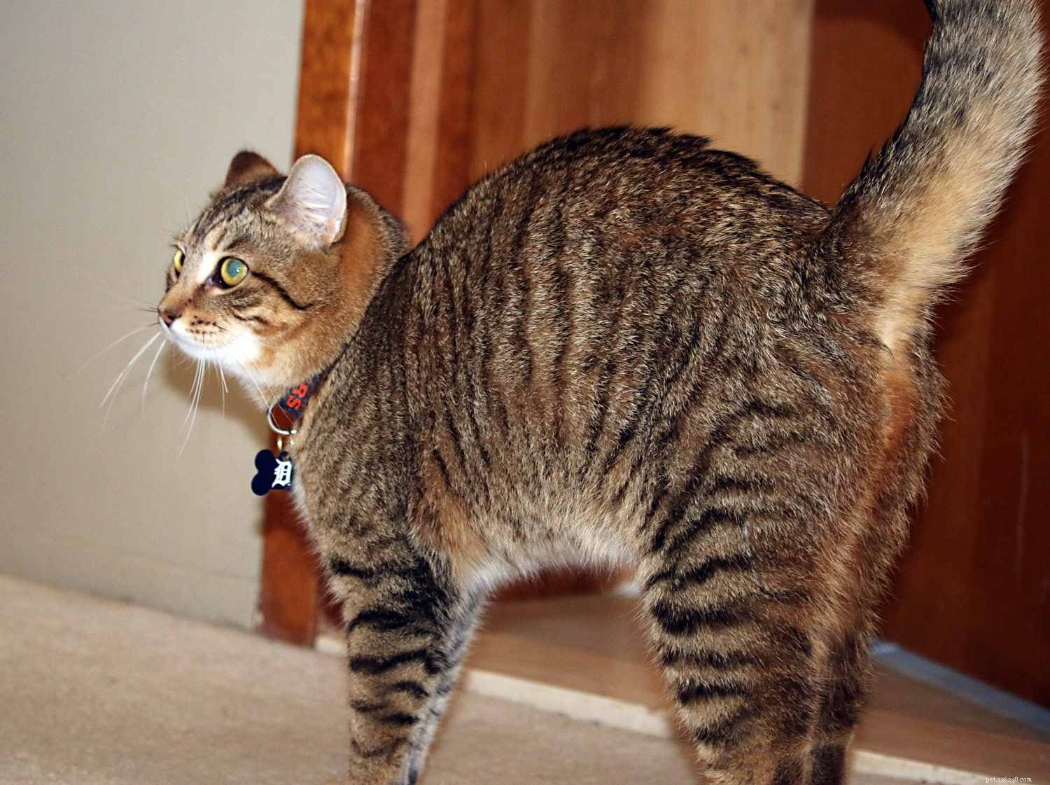 Decoding Your Cat: A Guide to Understanding Feline Language & Signals