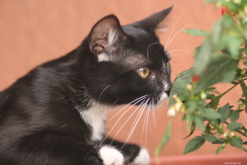 Decoding Your Cat: A Guide to Understanding Feline Language & Signals