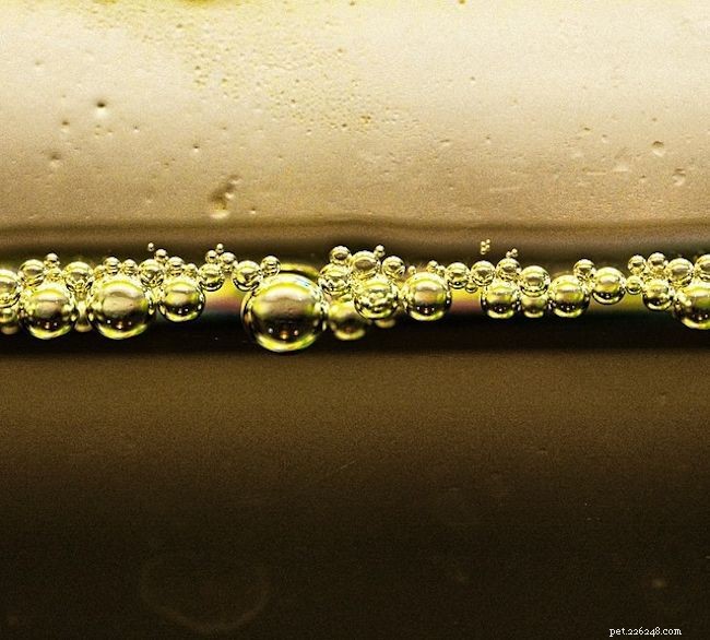 Identifying and Resolving Yellow or Brown Aquarium Water Issues
