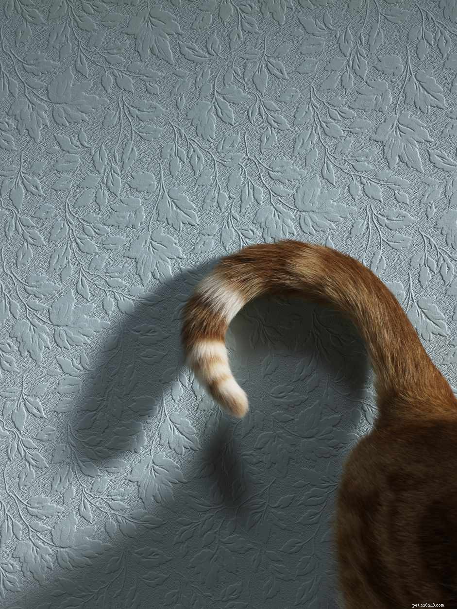 Why Cats Attack Their Tails & How to Stop It
