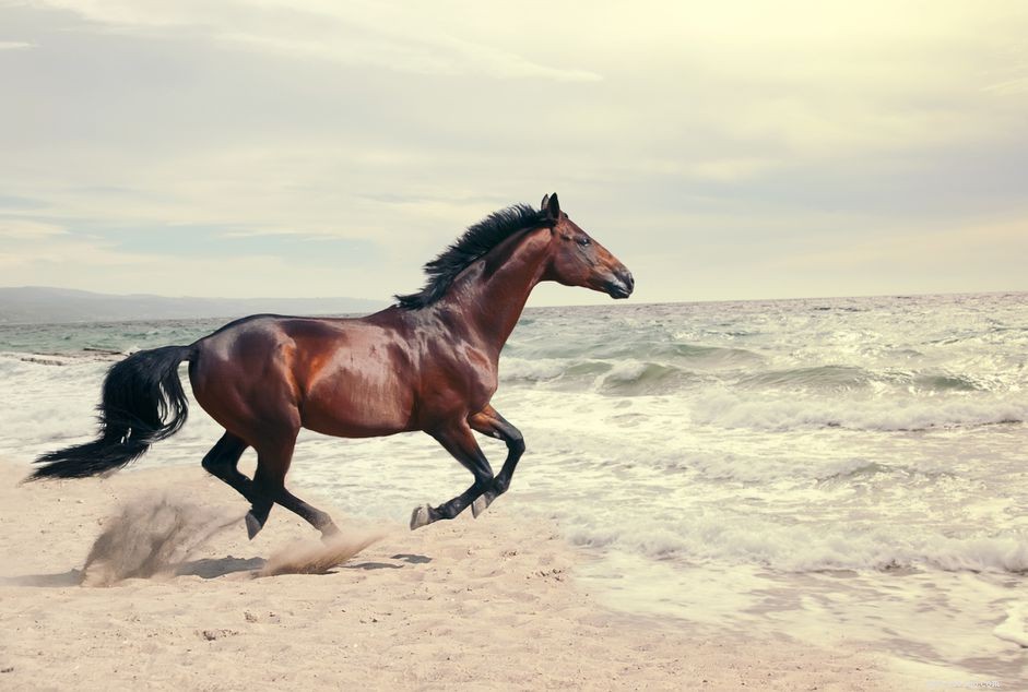 Horse Anatomy 101: A Visual Guide to Every Part