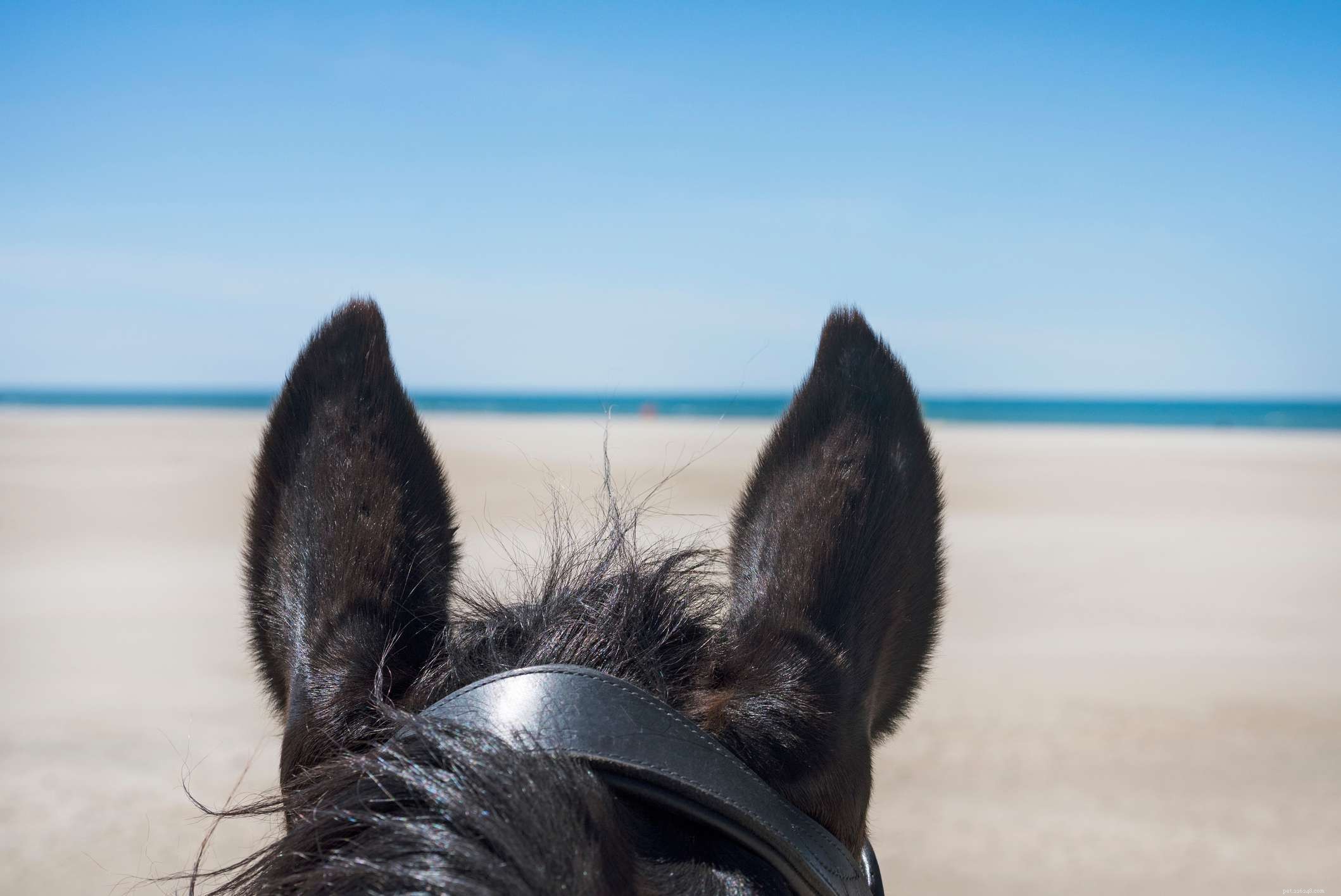 Horse Anatomy 101: A Visual Guide to Every Part