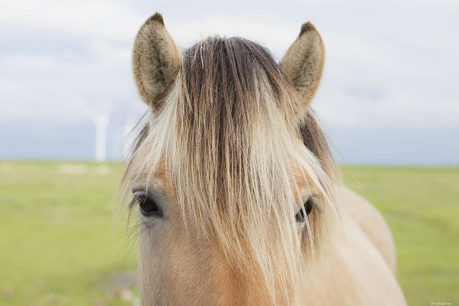 Horse Anatomy 101: A Visual Guide to Every Part
