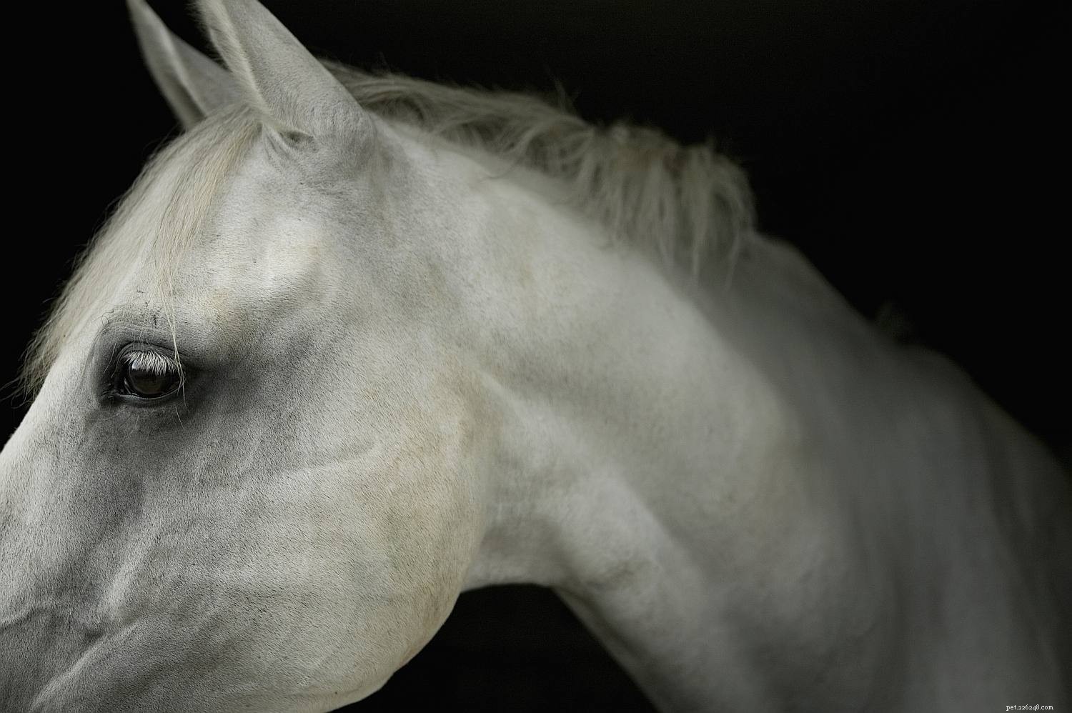 Horse Anatomy 101: A Visual Guide to Every Part