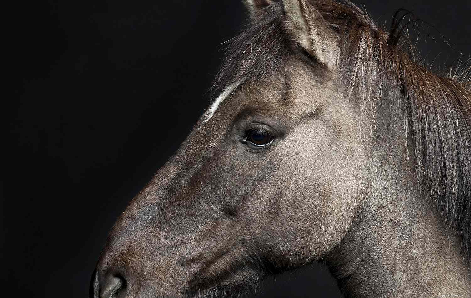 Horse Anatomy 101: A Visual Guide to Every Part