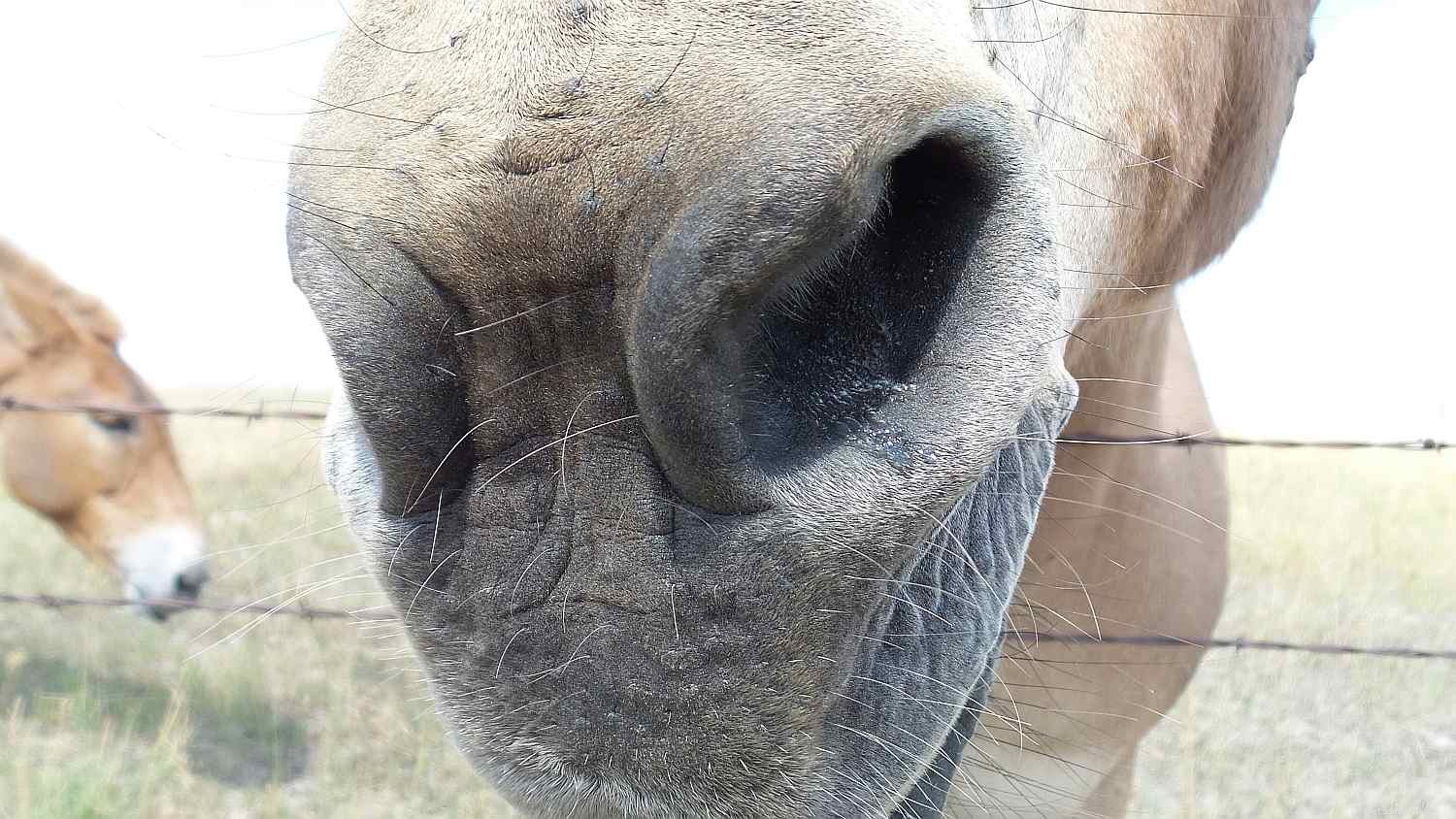 Horse Anatomy 101: A Visual Guide to Every Part