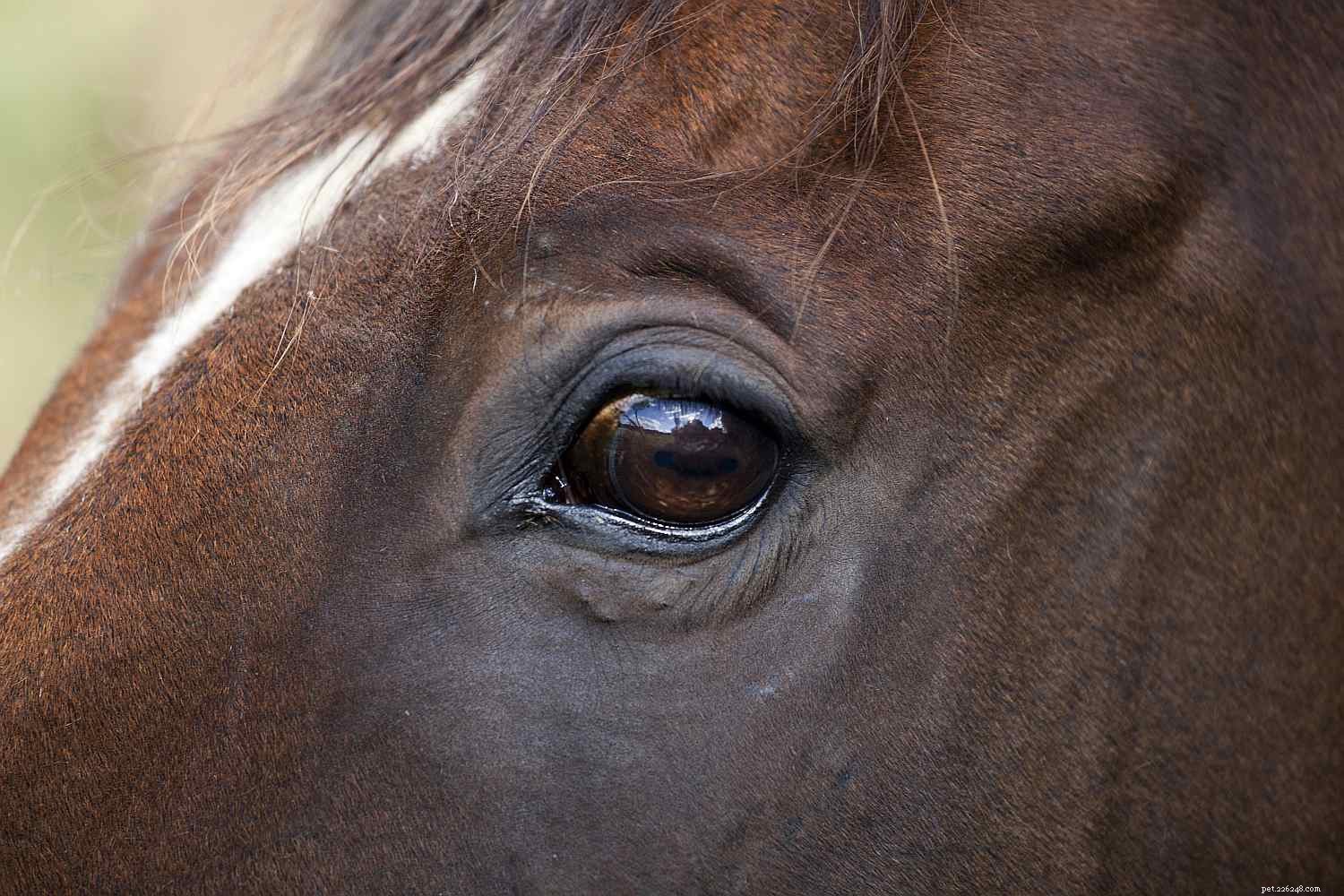 Horse Anatomy 101: A Visual Guide to Every Part