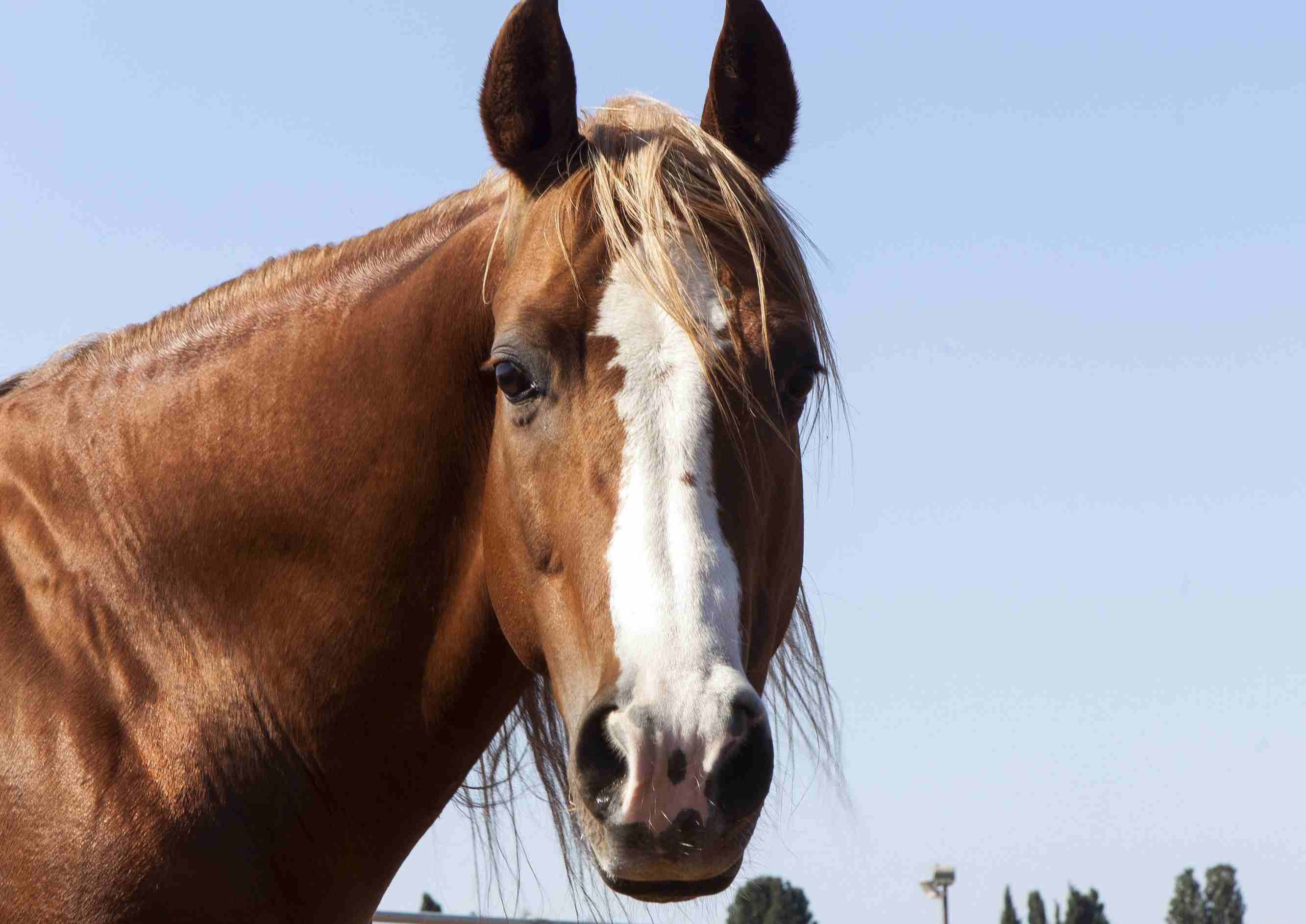Horse Anatomy 101: A Visual Guide to Every Part