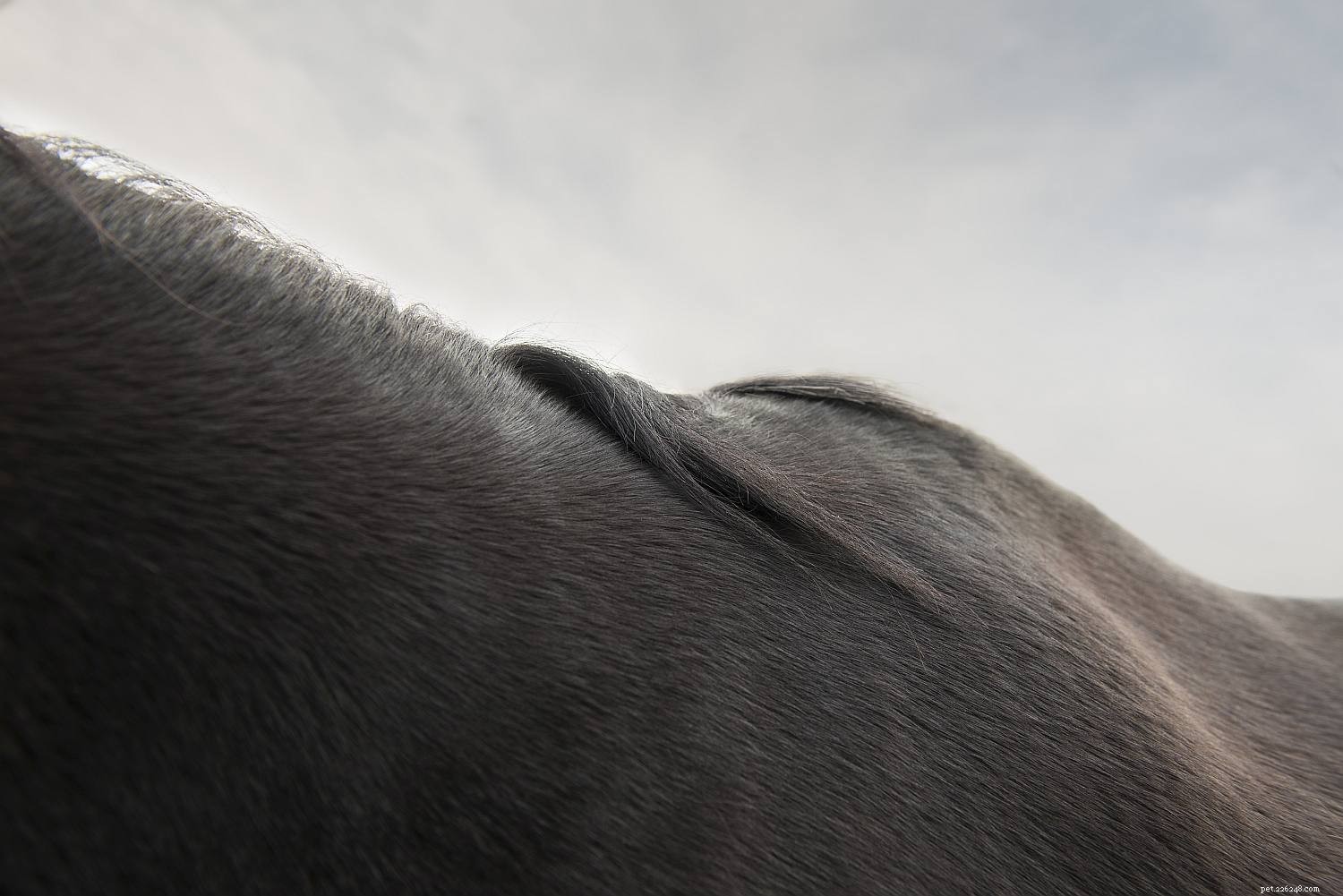 Horse Anatomy 101: A Visual Guide to Every Part
