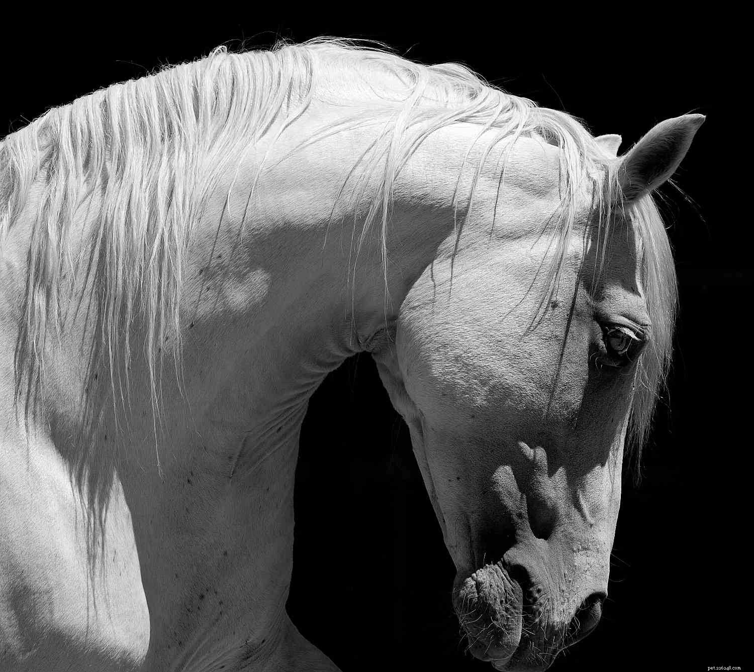 Horse Anatomy 101: A Visual Guide to Every Part
