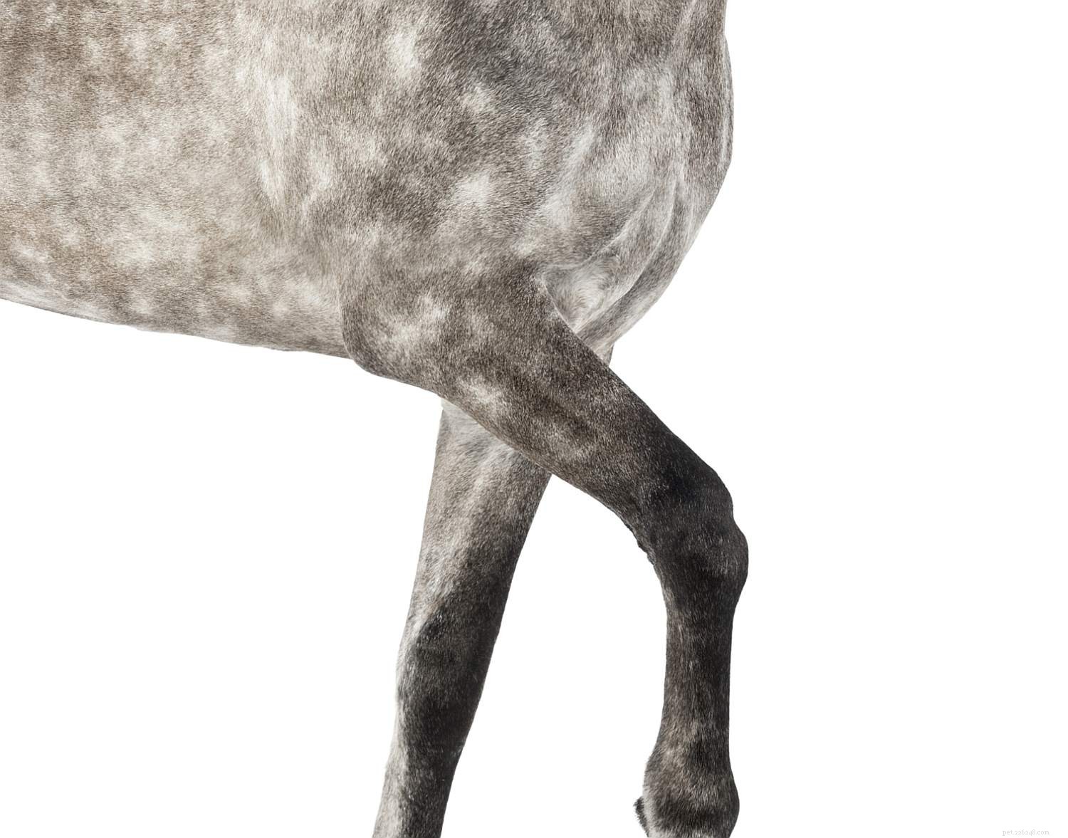 Horse Anatomy 101: A Visual Guide to Every Part