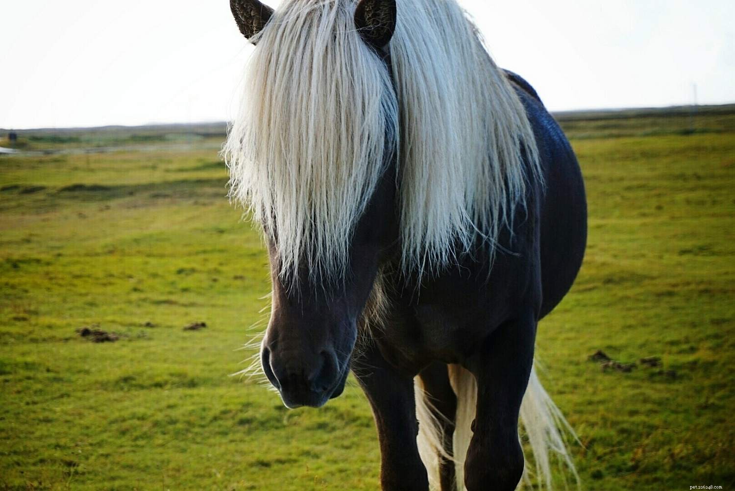 Horse Anatomy 101: A Visual Guide to Every Part