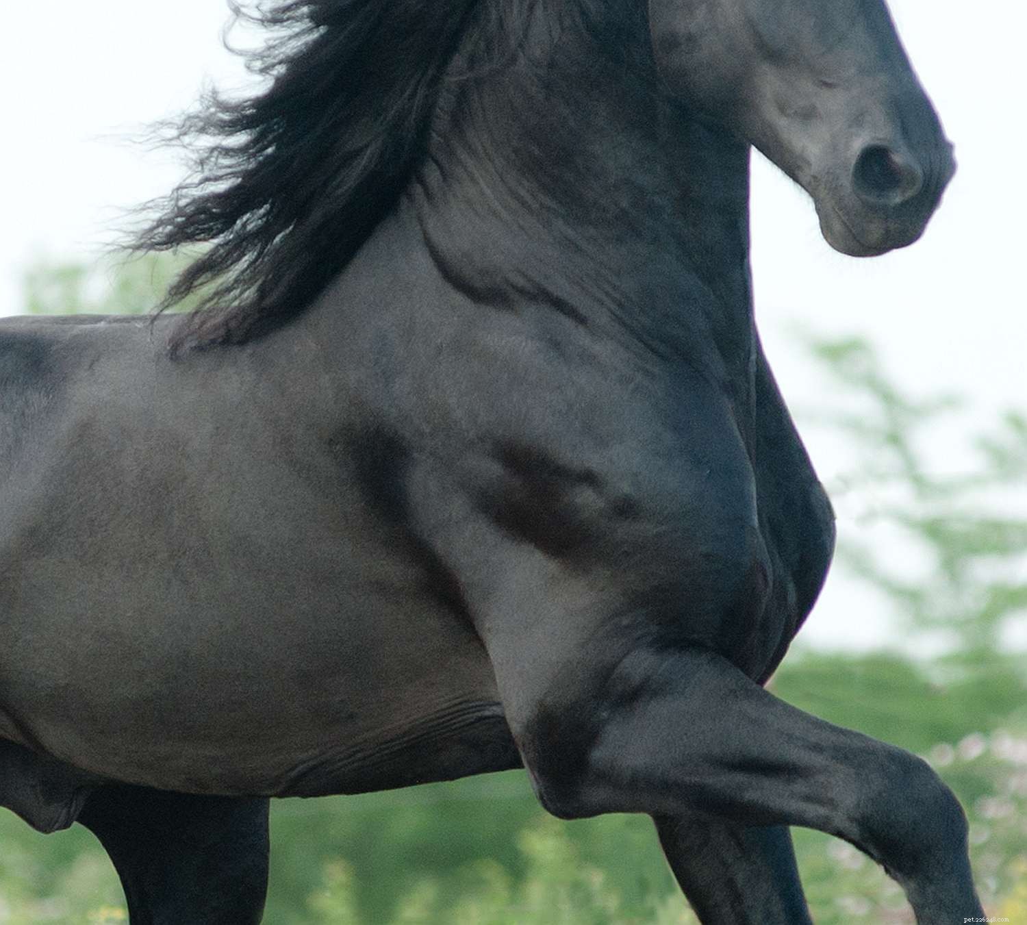 Horse Anatomy 101: A Visual Guide to Every Part