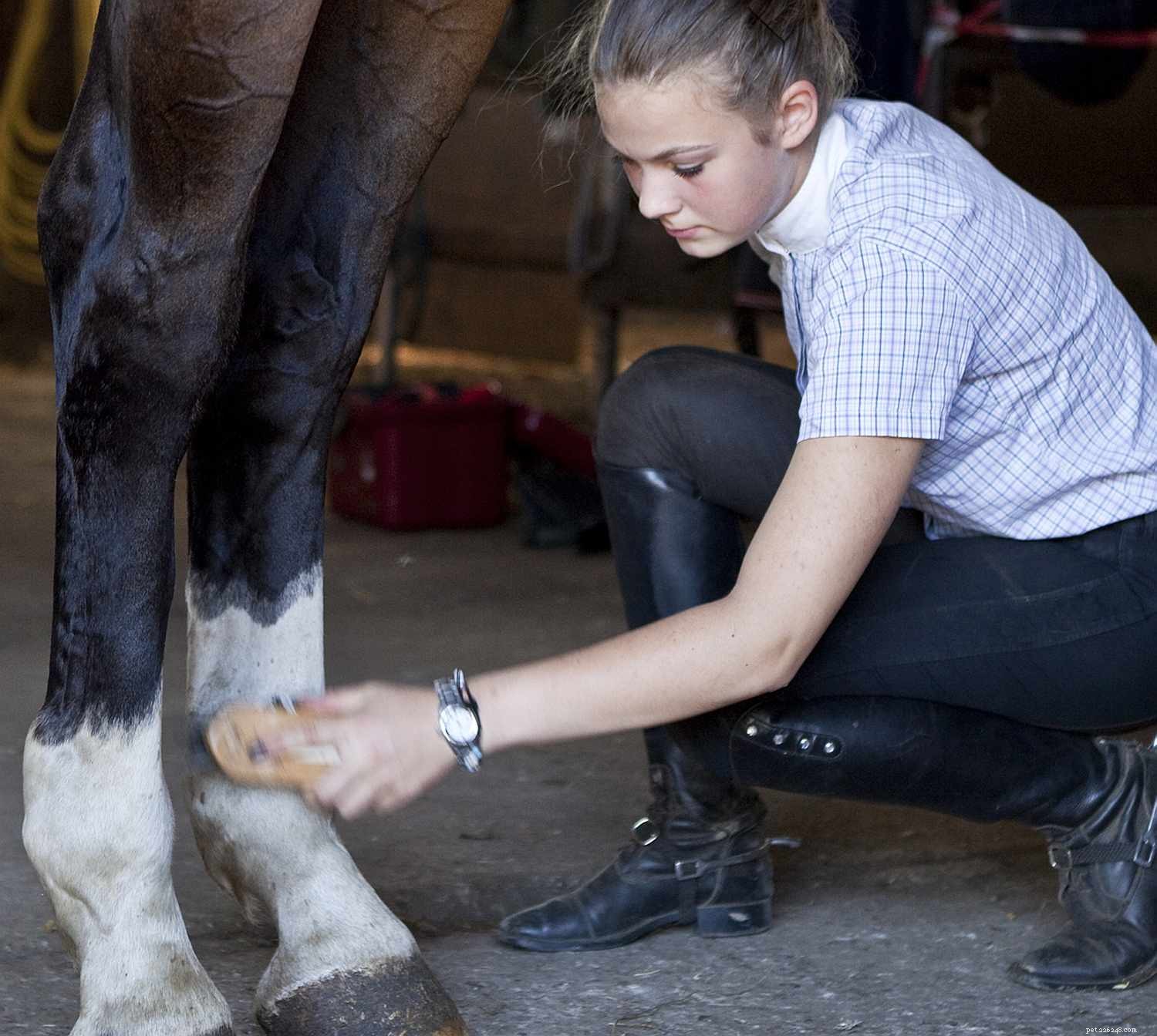 Horse Anatomy 101: A Visual Guide to Every Part
