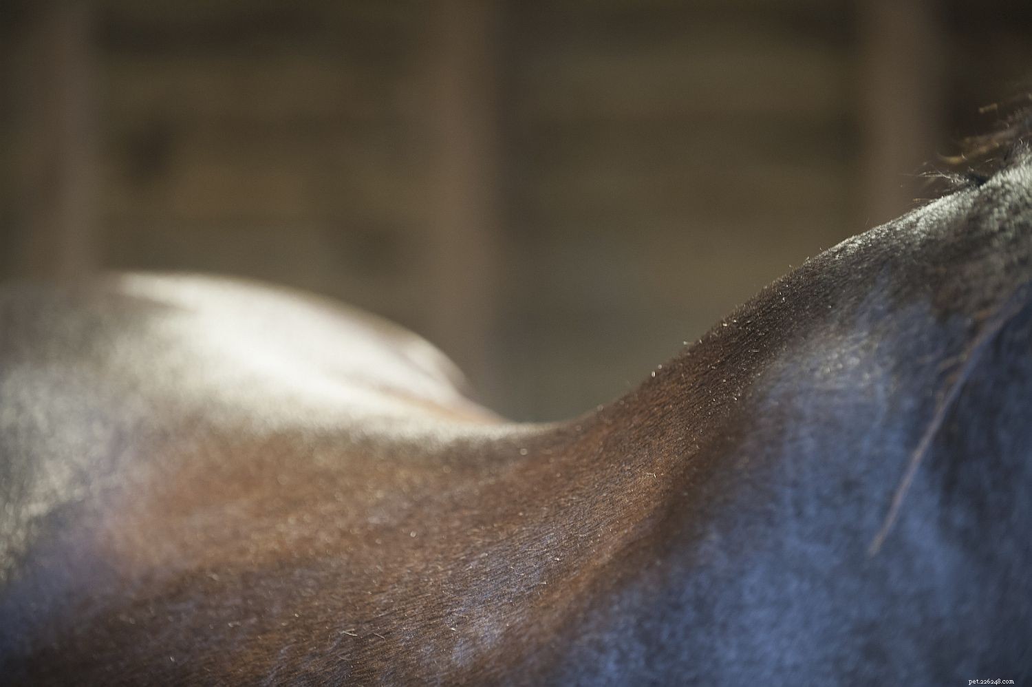Horse Anatomy 101: A Visual Guide to Every Part