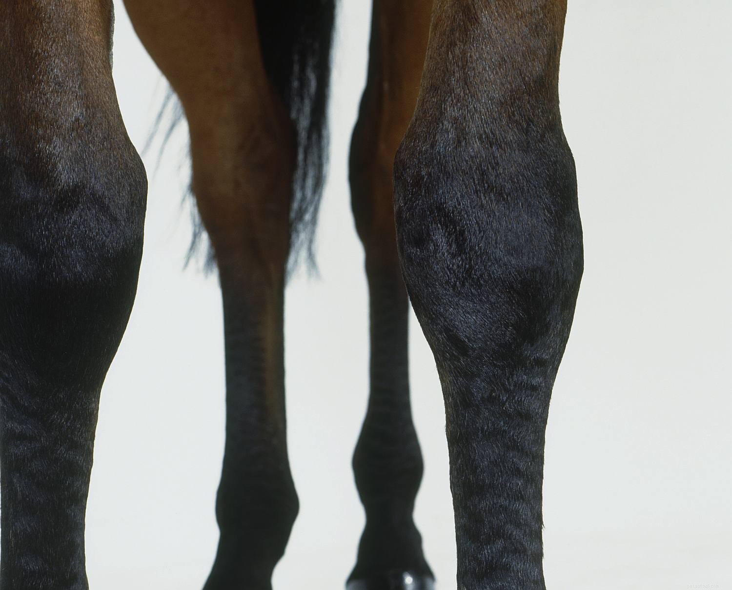 Horse Anatomy 101: A Visual Guide to Every Part
