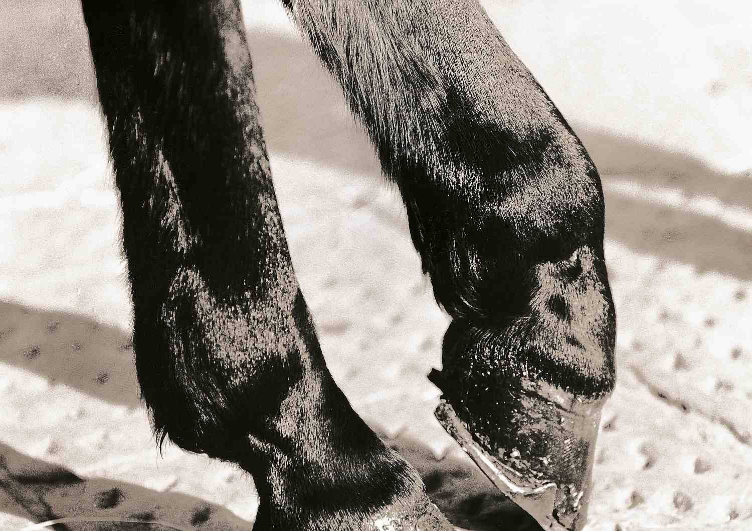 Horse Anatomy 101: A Visual Guide to Every Part