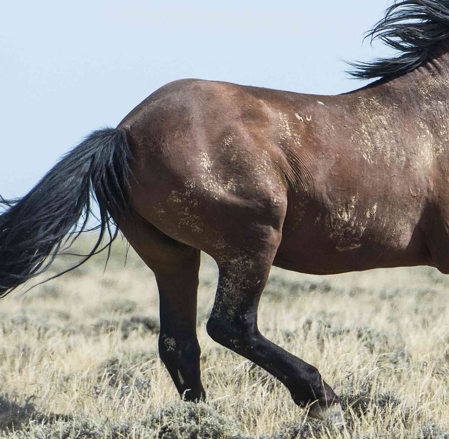 Horse Anatomy 101: A Visual Guide to Every Part