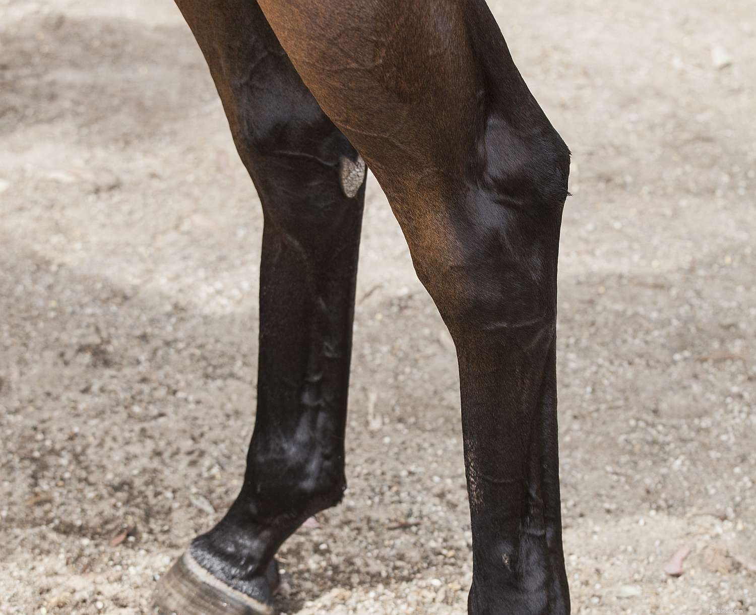 Horse Anatomy 101: A Visual Guide to Every Part