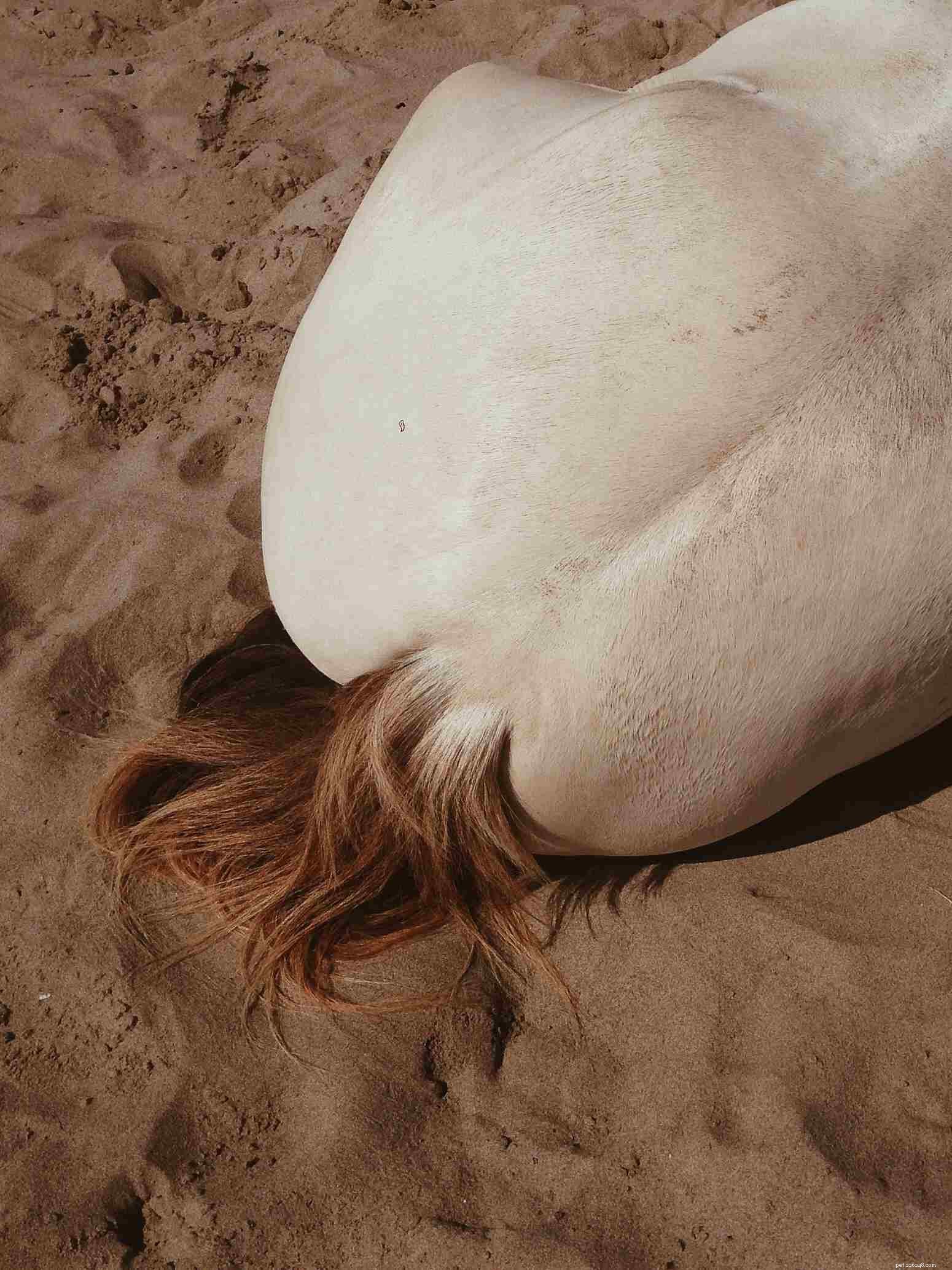 Horse Anatomy 101: A Visual Guide to Every Part