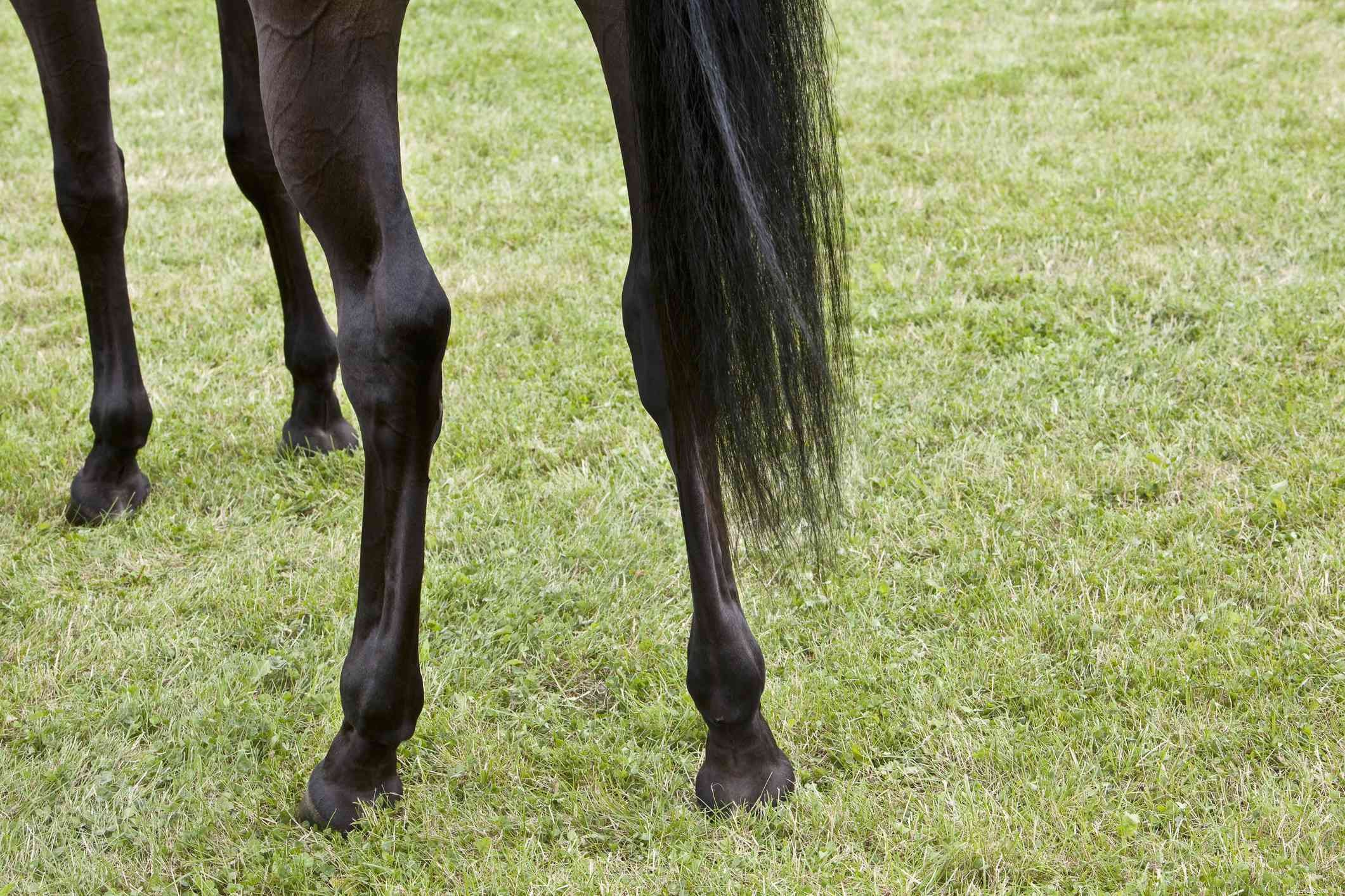 Horse Anatomy 101: A Visual Guide to Every Part
