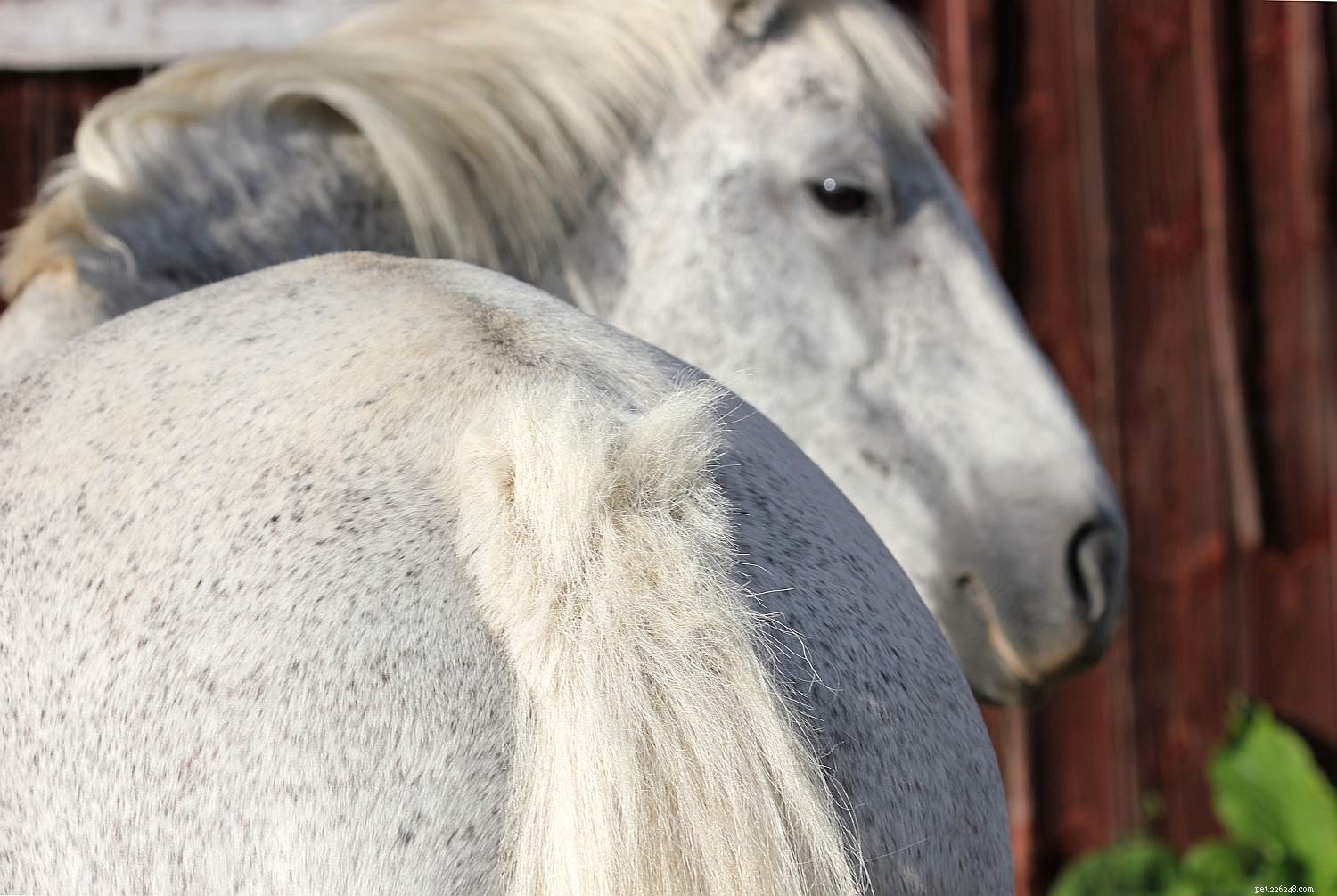 Horse Anatomy 101: A Visual Guide to Every Part
