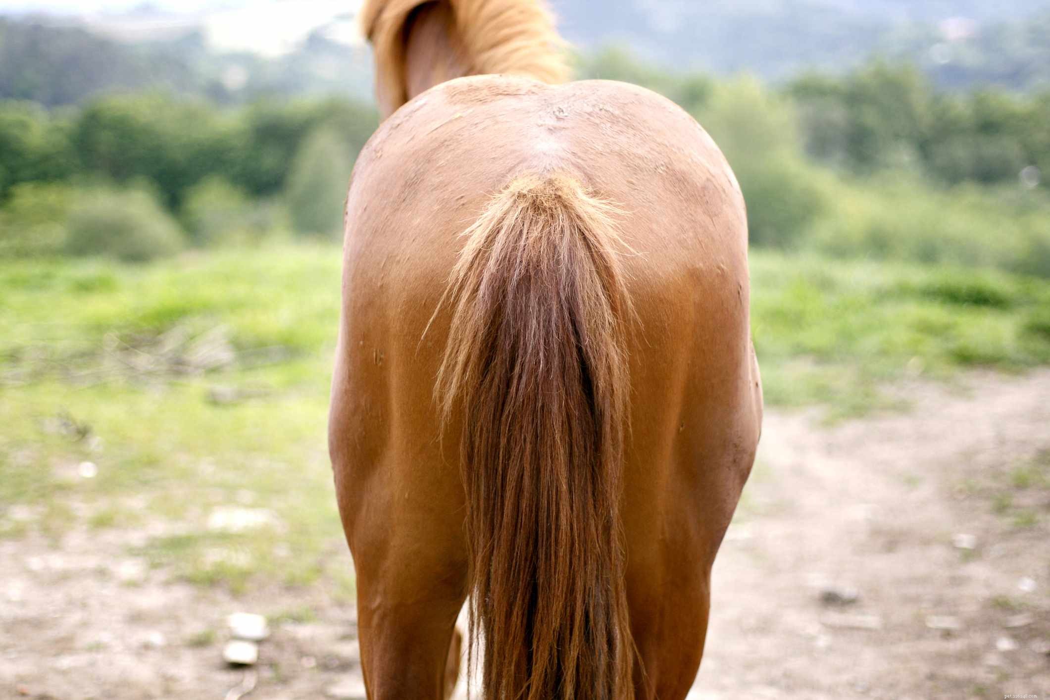 Horse Anatomy 101: A Visual Guide to Every Part
