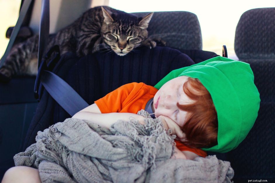 8 Expert Tips to Make Car Trips Comfortable for Your Cat