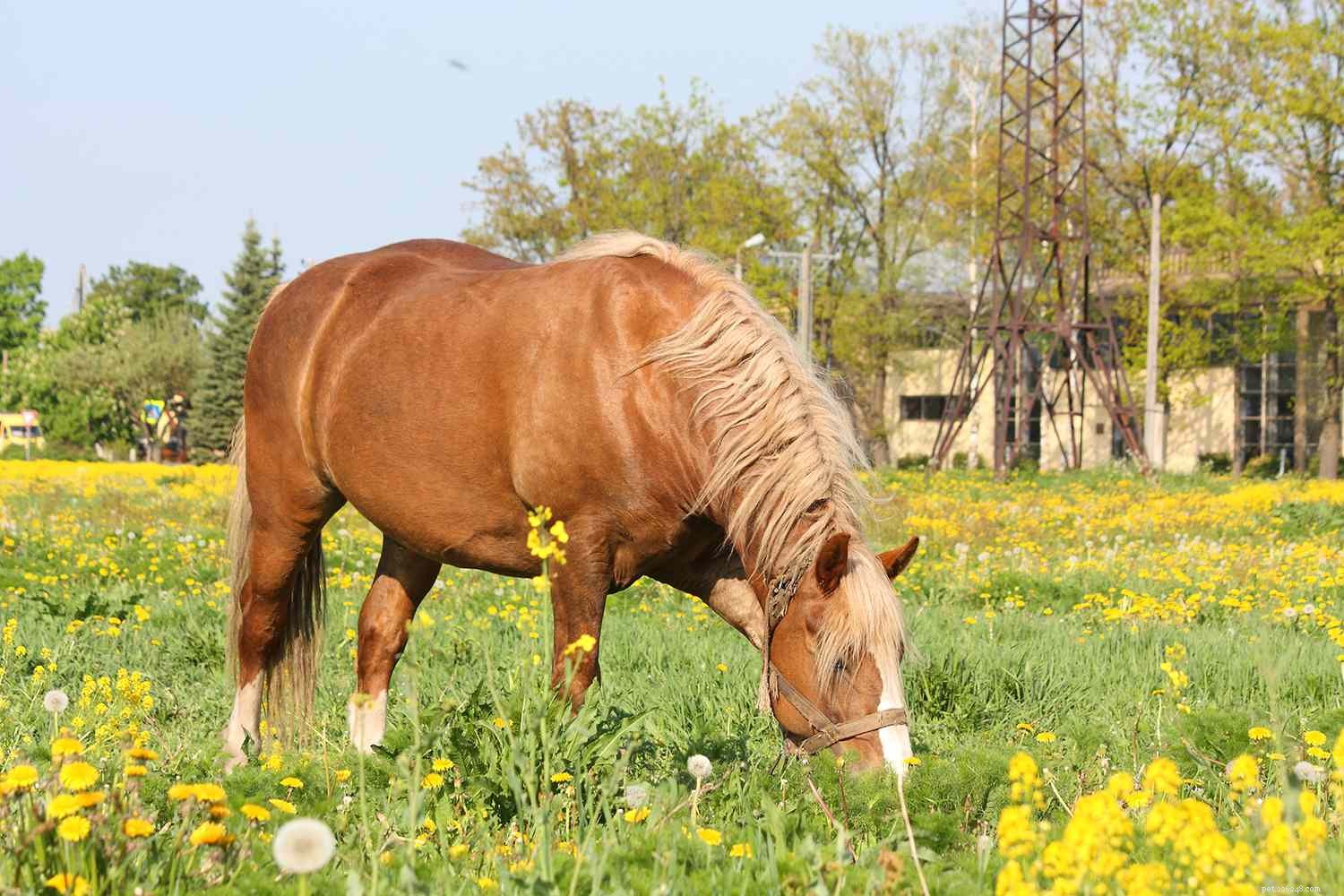 Safely Introducing Your Horse to Pasture: Proven Techniques to Prevent Colic and Laminitis