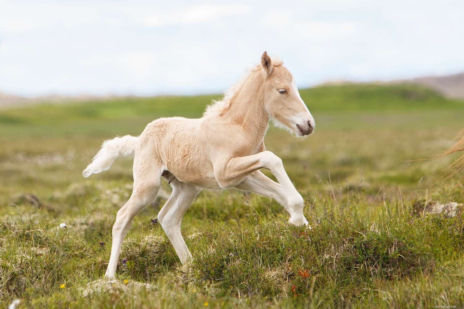 Safely Introducing Your Horse to Pasture: Proven Techniques to Prevent Colic and Laminitis