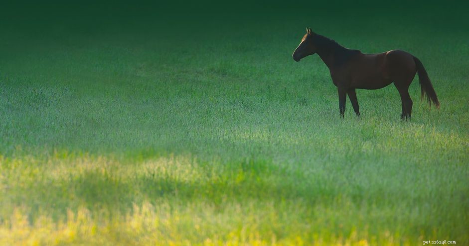 Safely Introducing Your Horse to Pasture: Proven Techniques to Prevent Colic and Laminitis