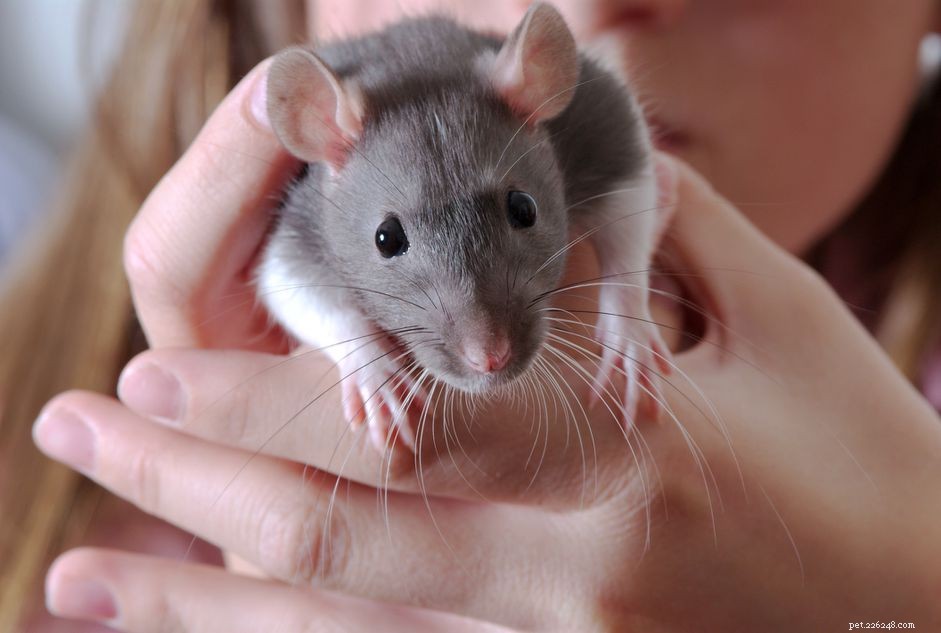 Common Dental Problems in Pet Rats: Signs, Causes, and Care Tips