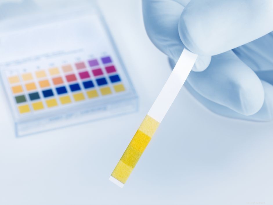 Maintaining Ideal Aquarium Water pH: A Comprehensive Guide