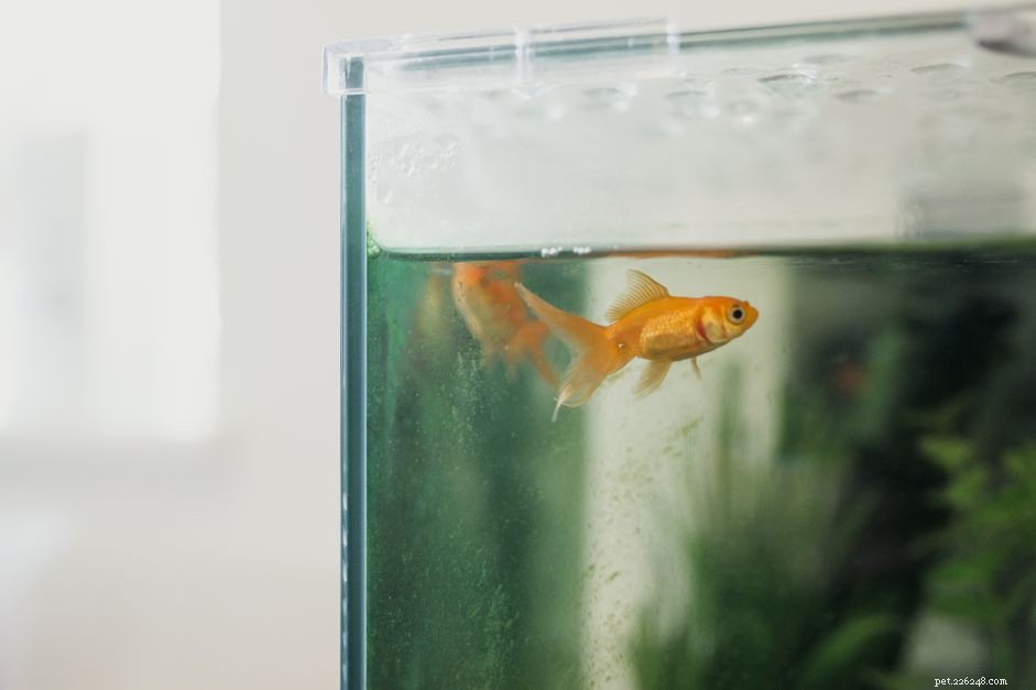 The Ideal Feeding Schedule for Your Fish: Amount, Frequency, and Best Practices