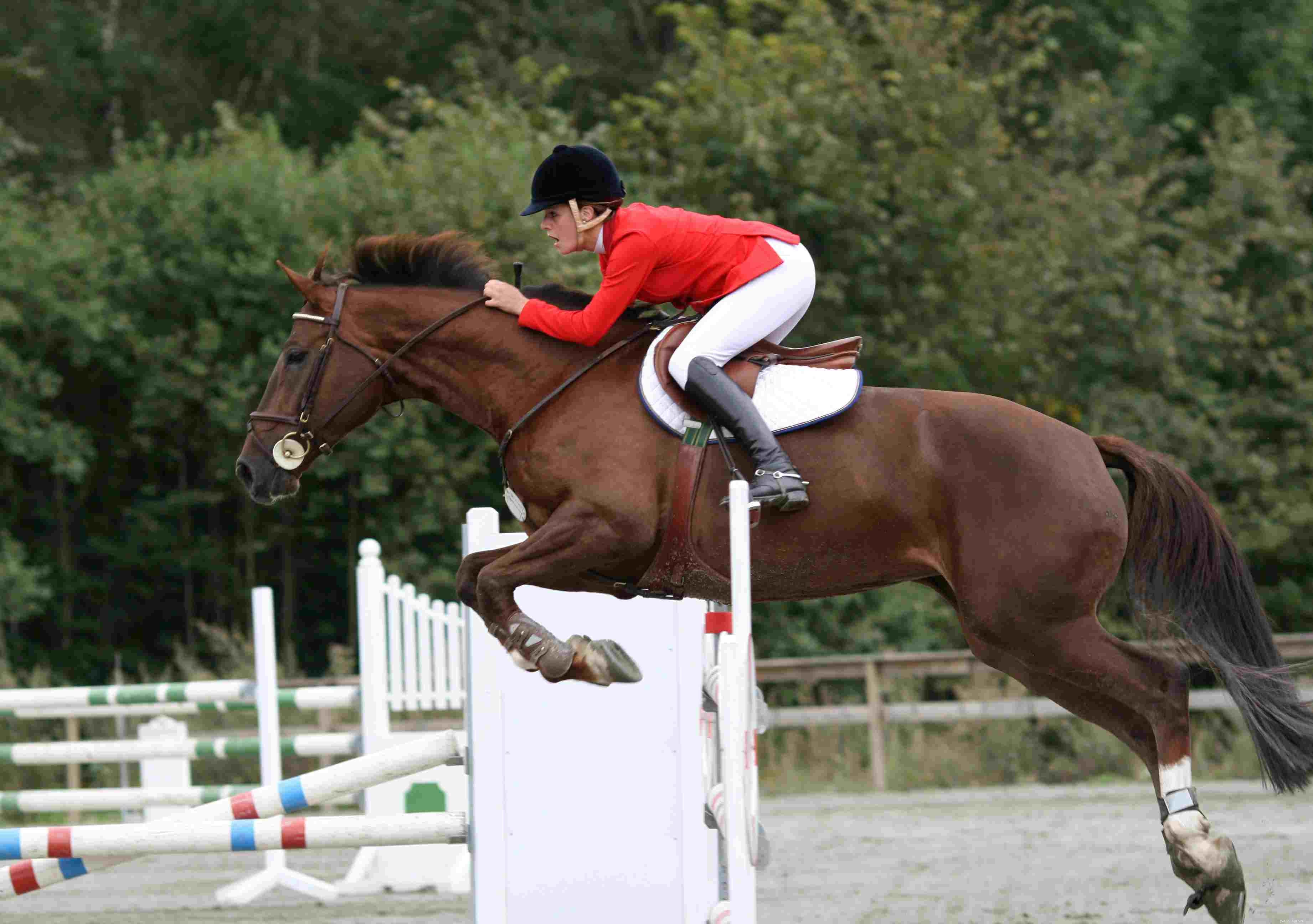 Horseback Riding: A True Sport That Demands Skill, Endurance, and Mental Strength