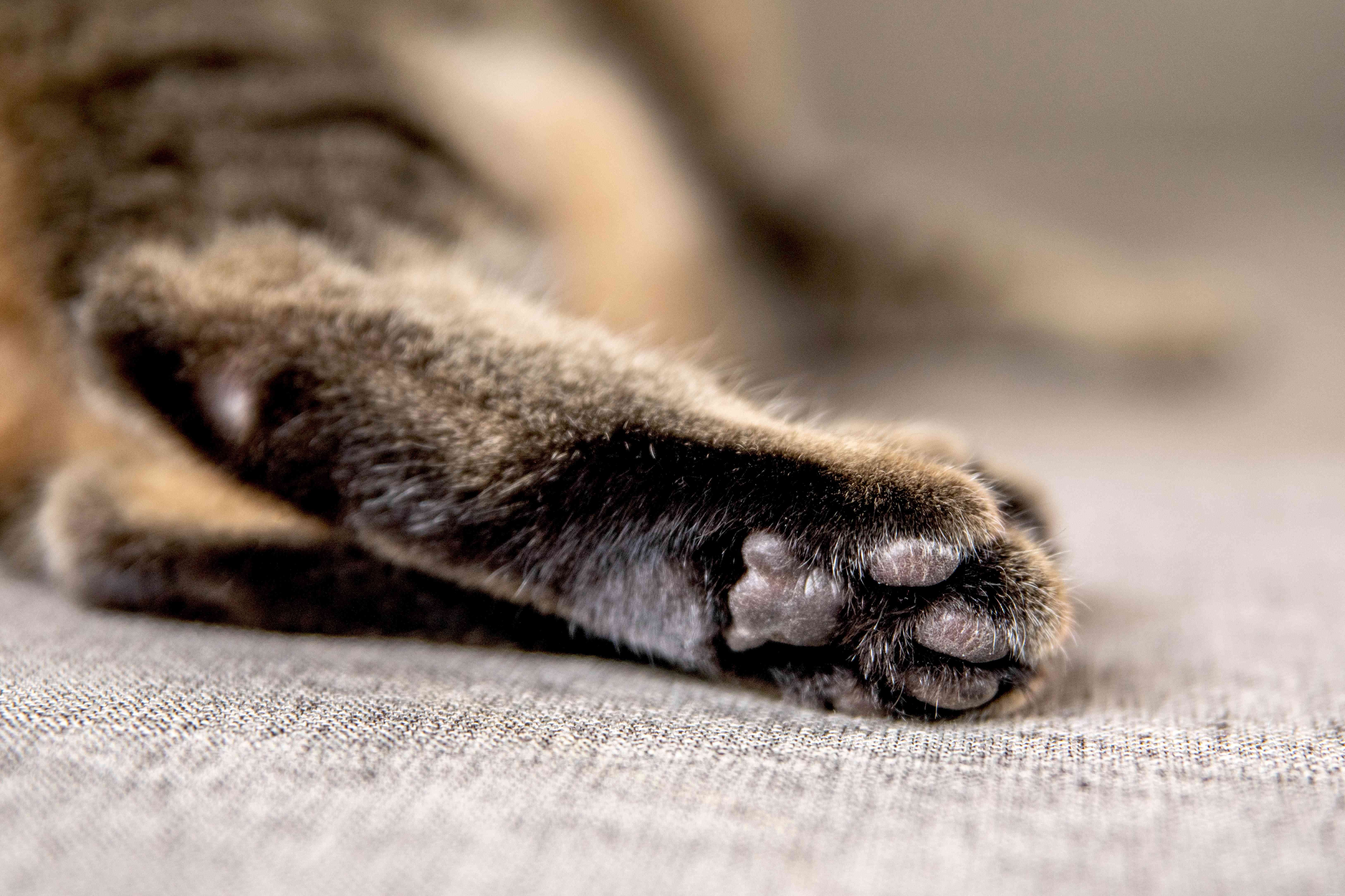 Stop Your Cat from Spreading Litter & Waste: Proven Tips
