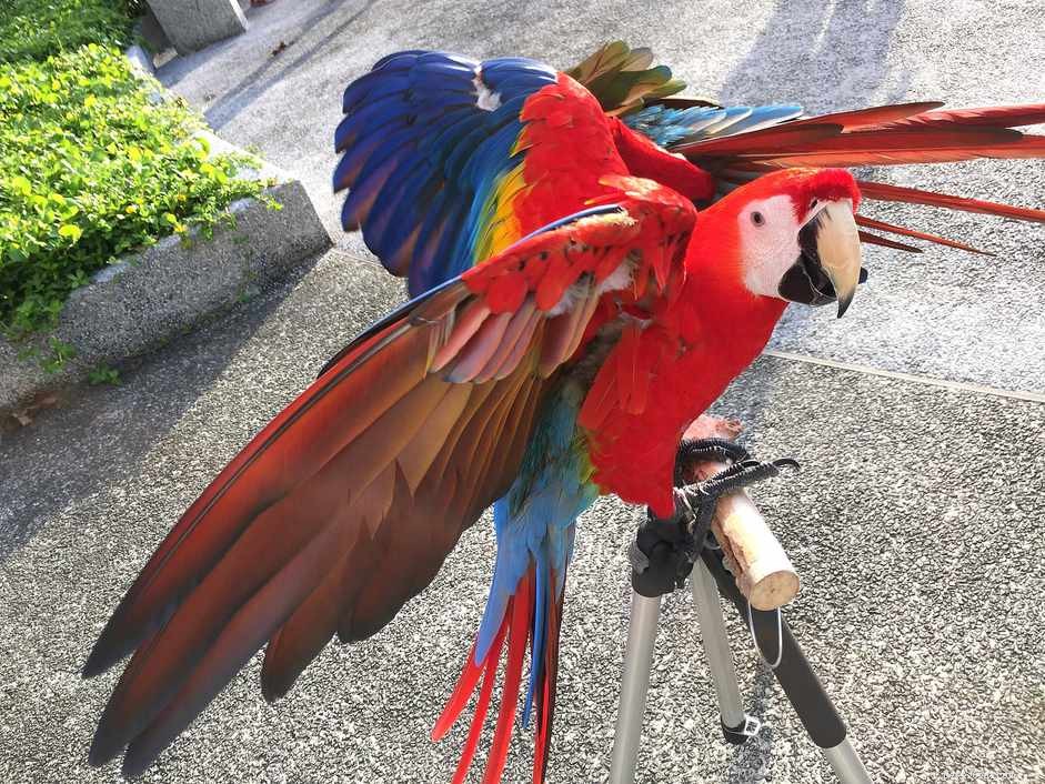 How to Correct Unwanted Behaviors in Pet Birds: A Professional Guide