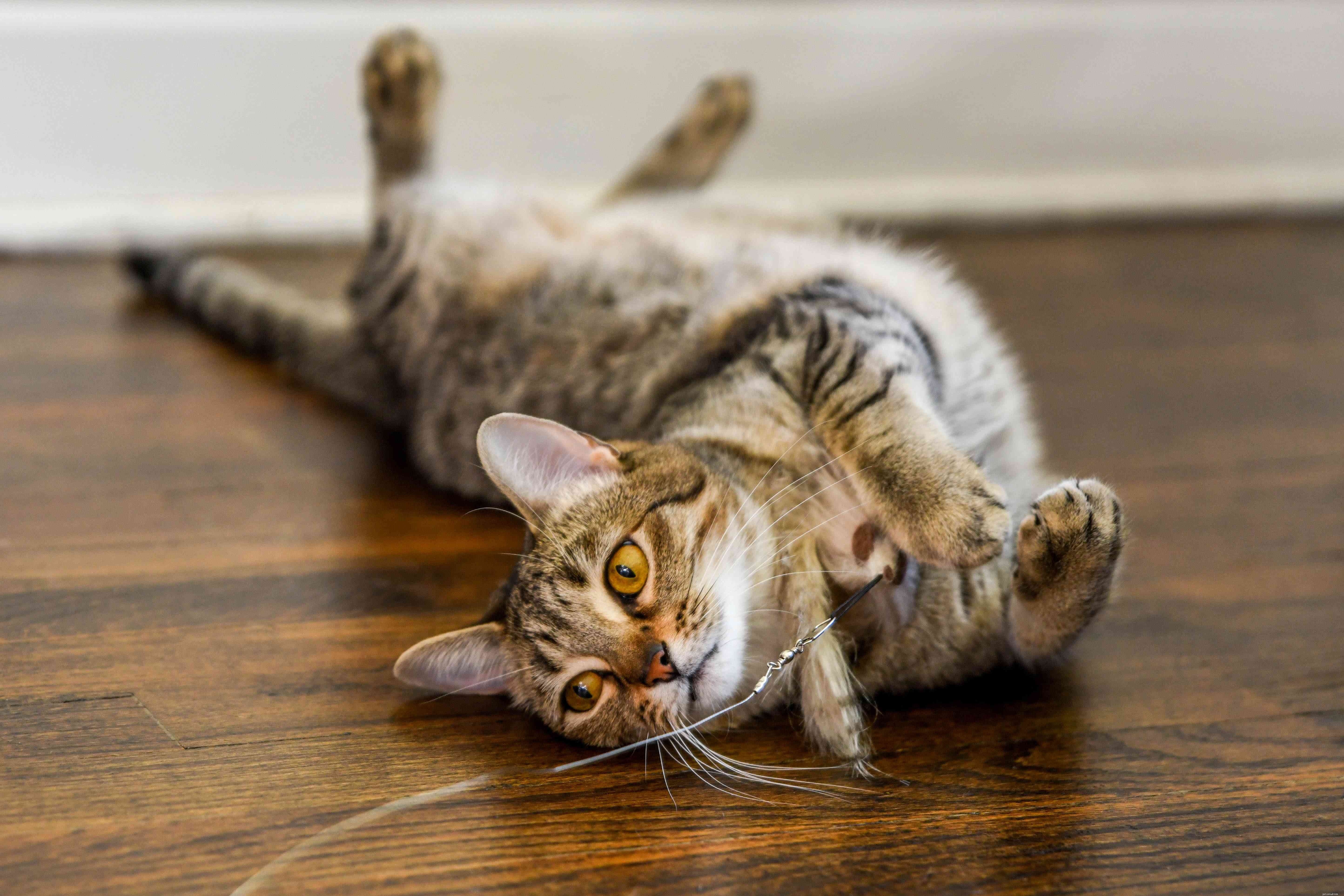 Stop Your Cat from Waking You at Night: Proven Tips for Restful Sleep