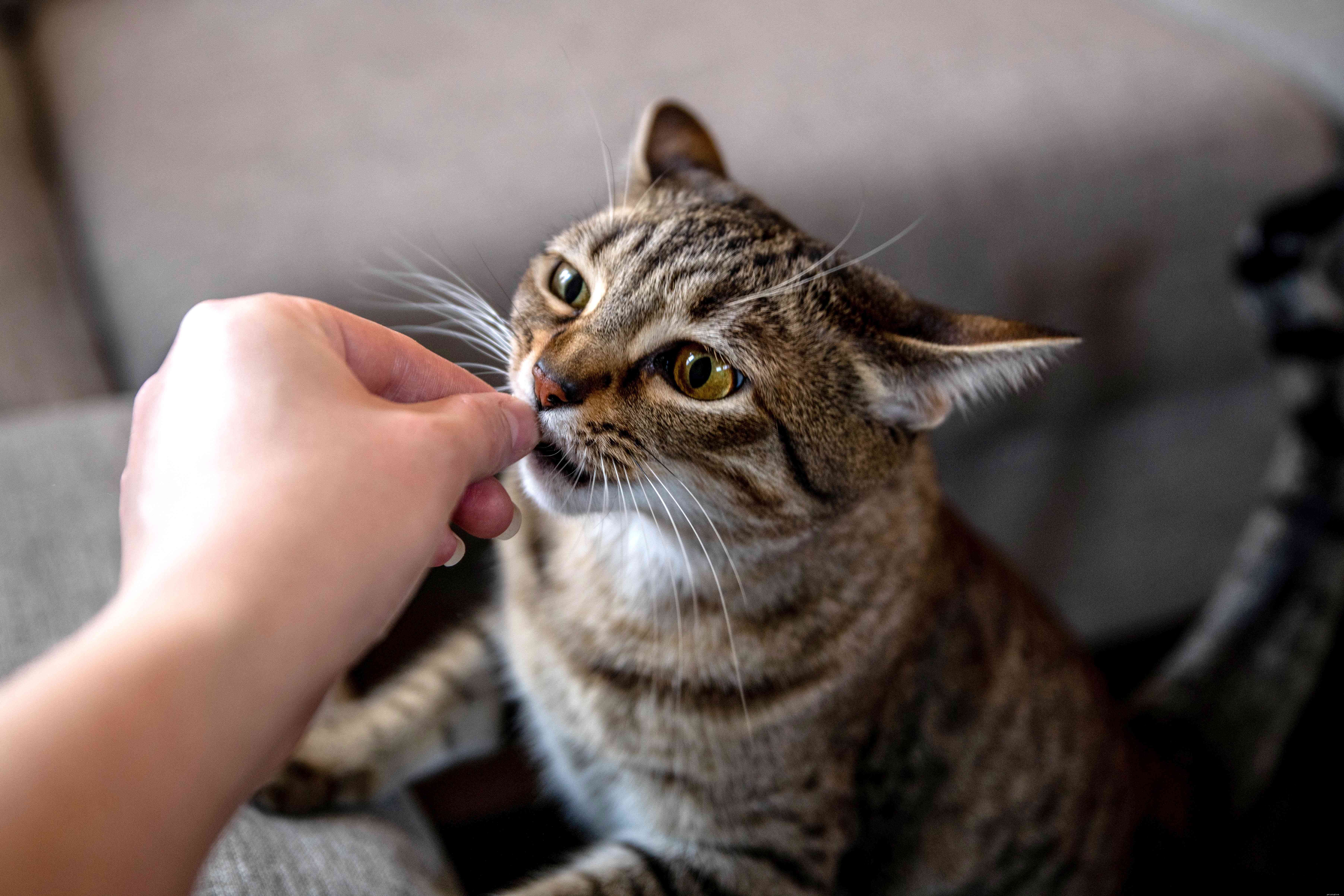 Stop Your Cat from Waking You at Night: Proven Tips for Restful Sleep