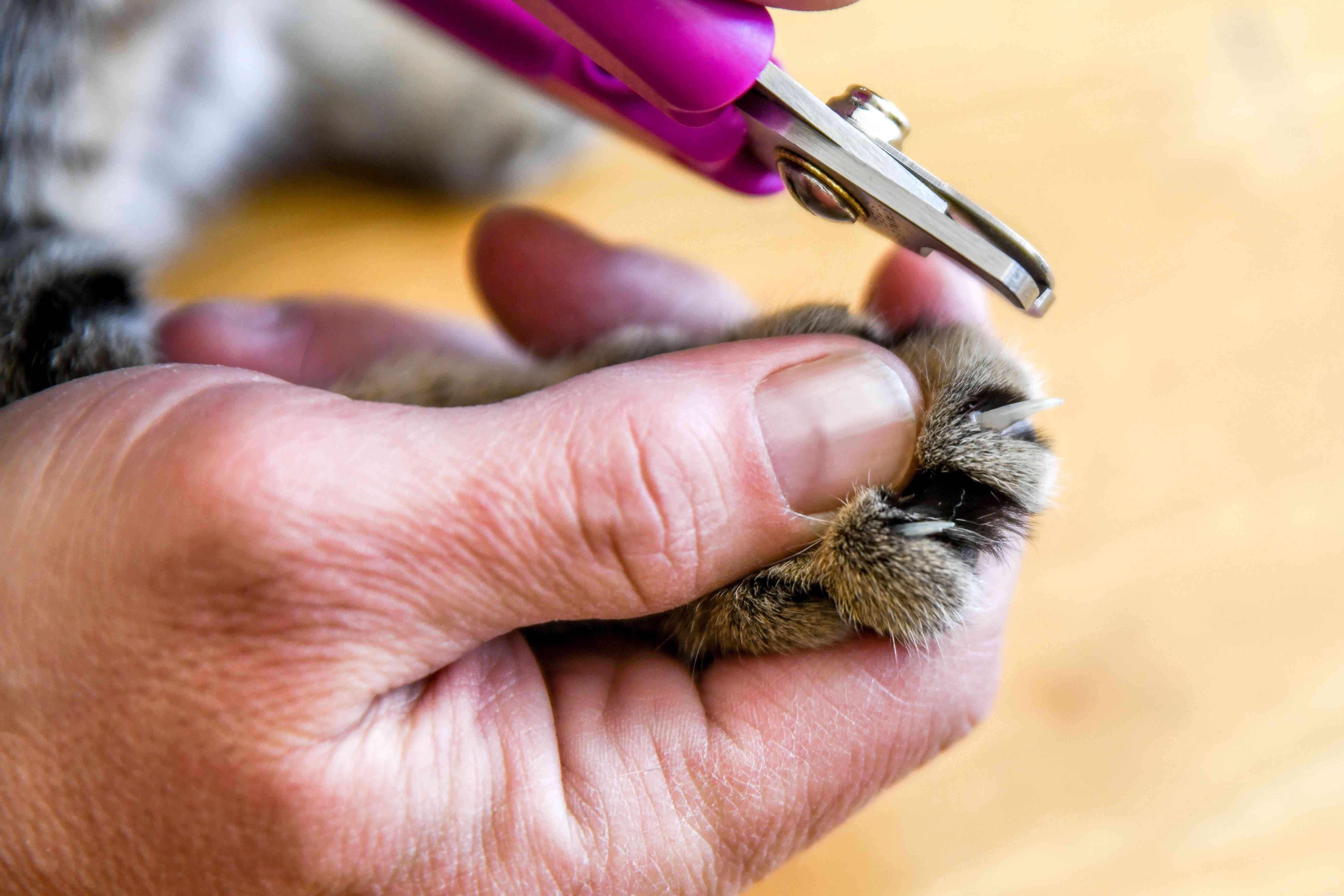 Stop Your Cat from Waking You at Night: Proven Tips for Restful Sleep