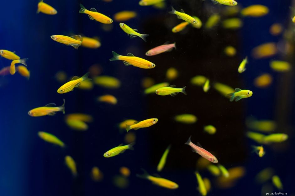 Glow‑In‑The‑Dark Fish: Vibrant Zebra Danios That Shine Under Blue Light