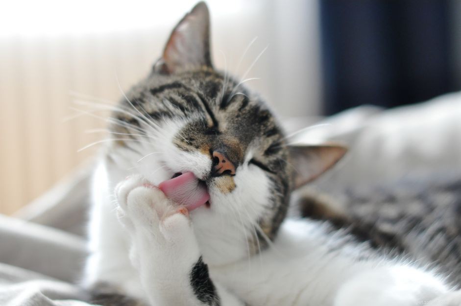 The Science Behind Cat Grooming: Why They Clean Themselves