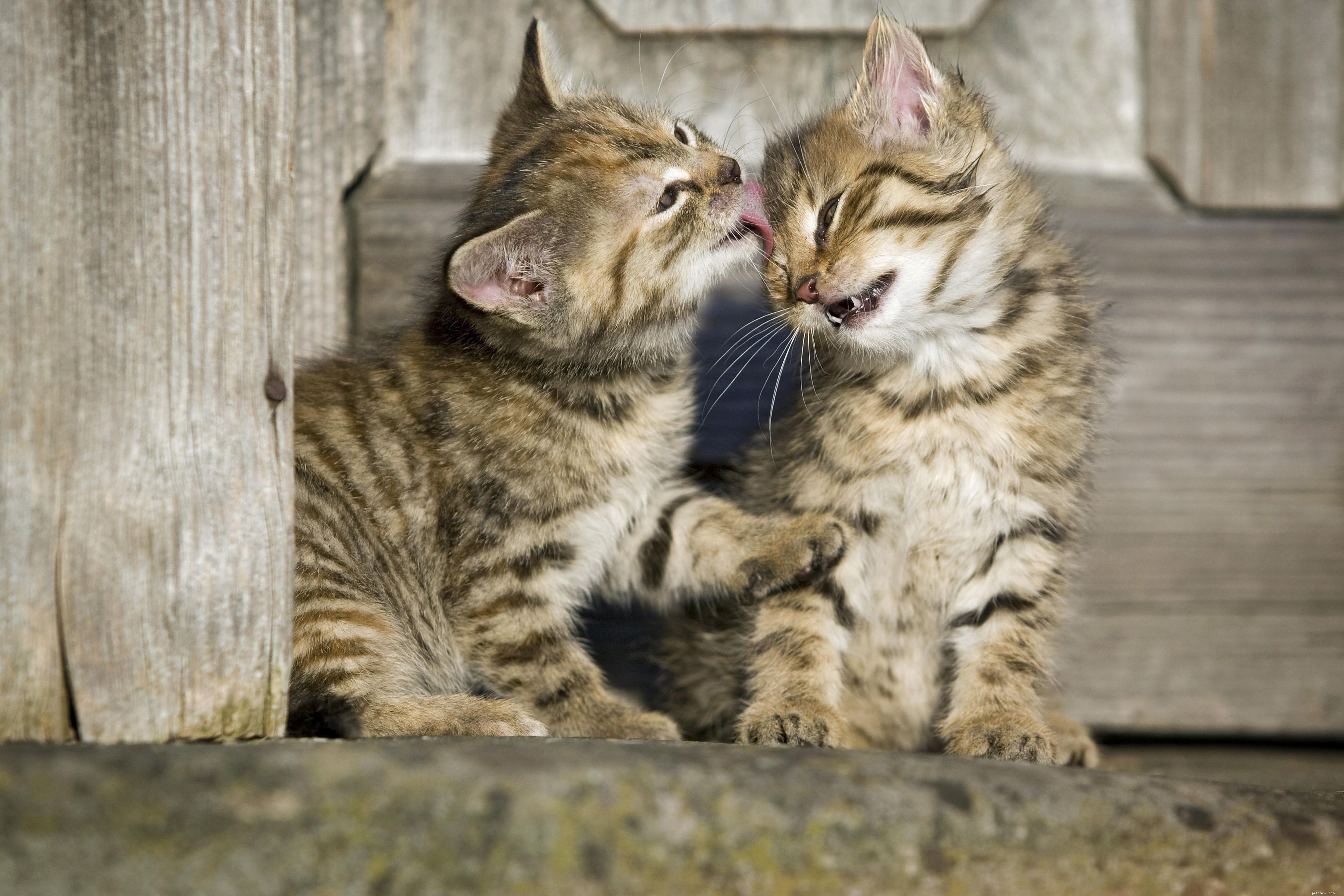 The Science Behind Cat Grooming: Why They Clean Themselves