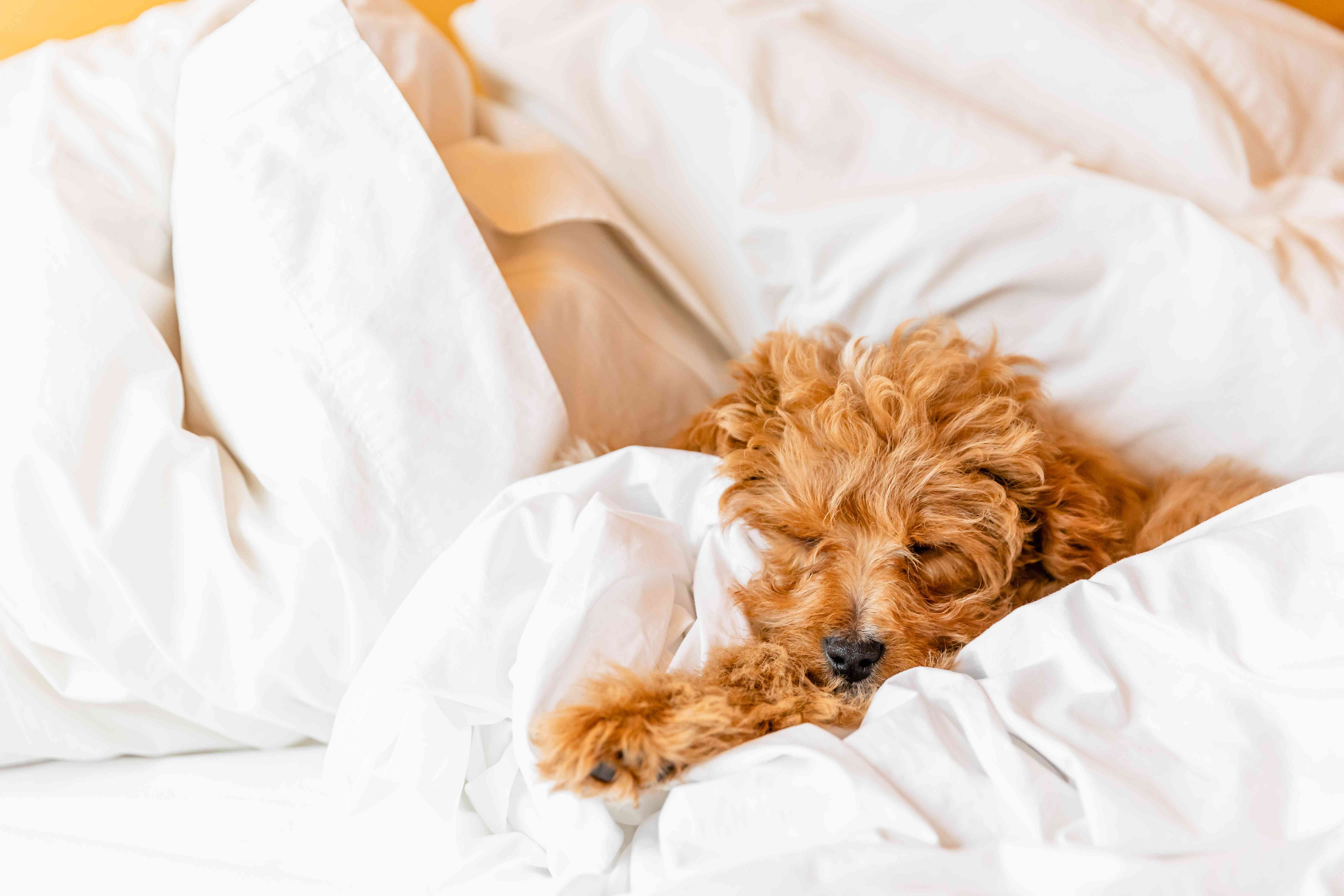 Puppy Development 3‑6 Months: Physical, Behavioral, and Care Tips